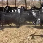 معزاء
