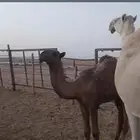 بكره مزاين كفوو