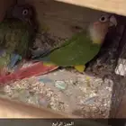 زوج كنيور اناناس رد فاكتور 4