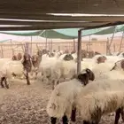 هرافى نعيم كلش خروف