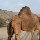 أسامية عسفان