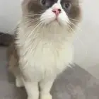 أنثى راغدول