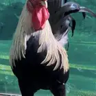 دجاج عربي اصيل ترثه شوكي