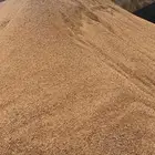 توريد بطحا خشنه