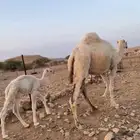 خلفه ام ثاني تحتها قعود