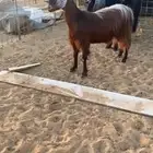 معزا حيل