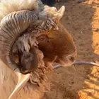 خروف نعيمي سديس