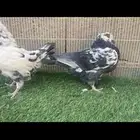 كنق و  مصري