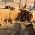 ذبائح ذبايح