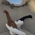 حمام يهودي مستوا وطيور مدلل