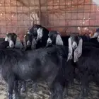 معزا صنف طيبه وجروم طيبه