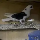 حمام قطيفي للبيع