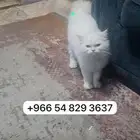 قطوة تربية بيوت