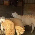 فحل مشروط ومشروع فحل