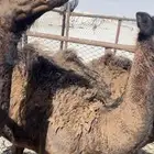 حشيان
