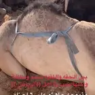 حاشي طيب قصب
