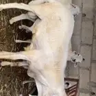 خرفان ذبايح طيبه ماشاءالله تبارك الله