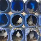 حمام فرنسي للبيع