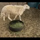 فحل حري