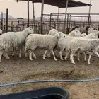 غنم حريات حرش