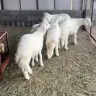 طليان فل شحم