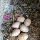 اعاقيب ابو خد اسود