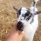 تيس مشروع فحل