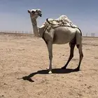 خلفه وضحا
