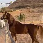 حصان واهو منوه القاني