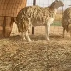 ضان حرية صنف الصنف مقاريب على وشك ولاد تم البيع تم البيع