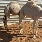 قعدان قصب نظيفه