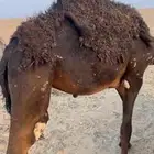 قعود