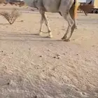 بعير رماني للبيع