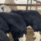 للبيع ضحايا نعيم وحريات ونجد شي فاخر.