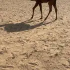 قعود اصفر كفو