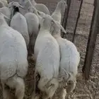 ذبايح حريه للثلاجة