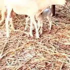 نعجه منتوج فاخره