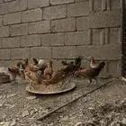 صيصان بلدي كفو
