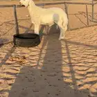 للبيعع مشروع فحل