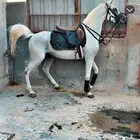 حصان واهو للبيع