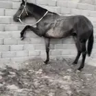 للبيع فرس سبوق