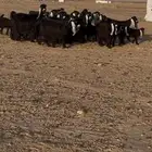 للبيع معزا عوارض