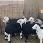 للبيع خرفان
