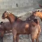 تيس فحل ادهم ( تم البيع ).