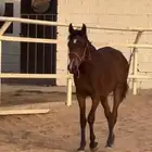مهره عمرها سنتين وشهرين