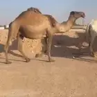 ناقه صفرا ضير