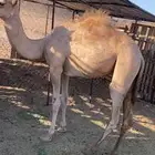 قعود للبيع