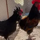 لبيع ديك ودجاجه تركي