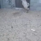 تيوس. جذعان. مخاصي. العدد 2 البيع جمله 2300 ريال