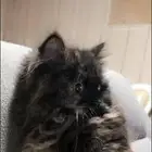 القط ب عرعر تبني